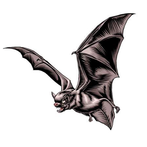 chauve_souris